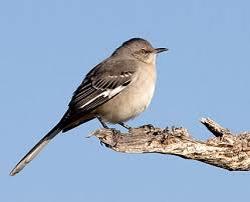 how does boo radley represent a mockingbird